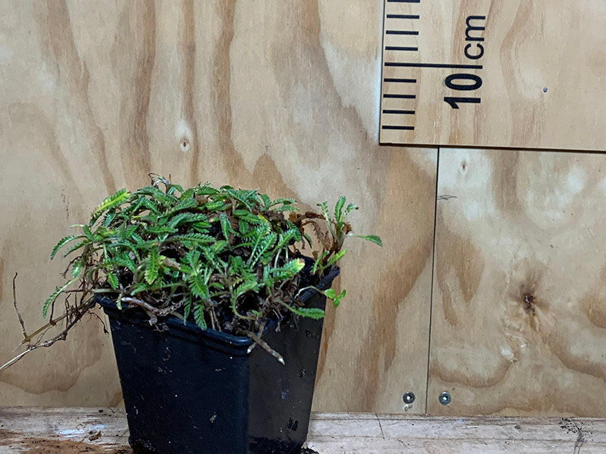 100x No Mow Lawn - $2.99 each