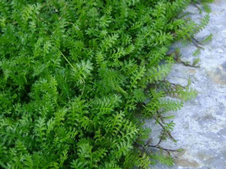 5x No Mow Lawn - $5.99 each