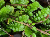 Leptinella traillii