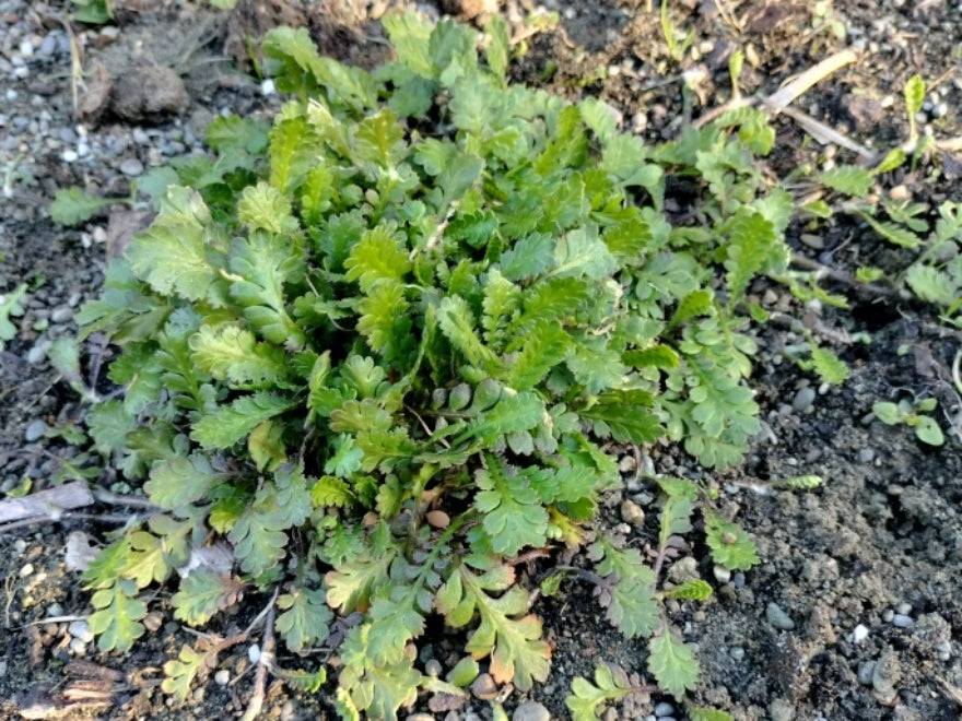 10x Leptinella traillii - 99c each