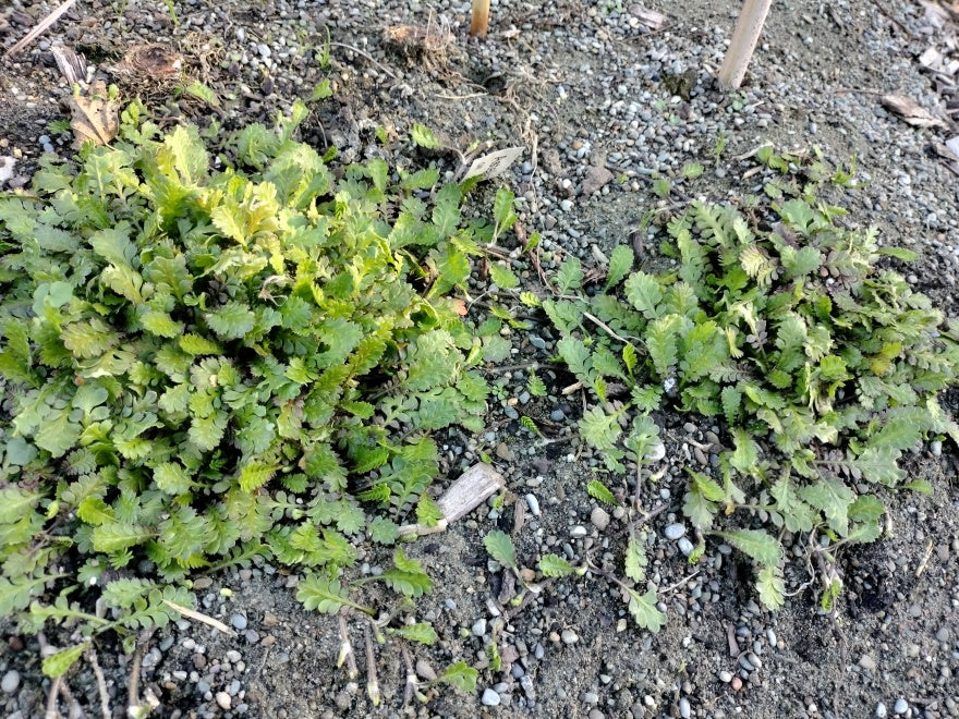 100x Leptinella traillii - $1.99 each
