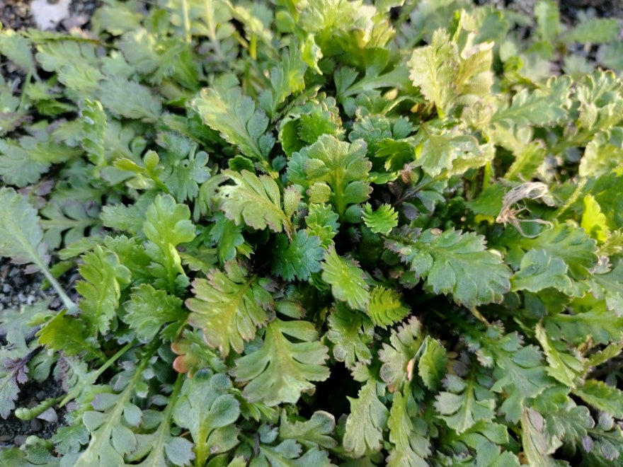 10x Leptinella traillii - 99c each