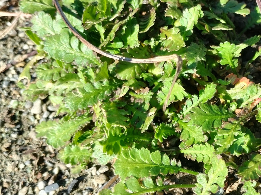 25x Leptinella traillii - $1.99 each