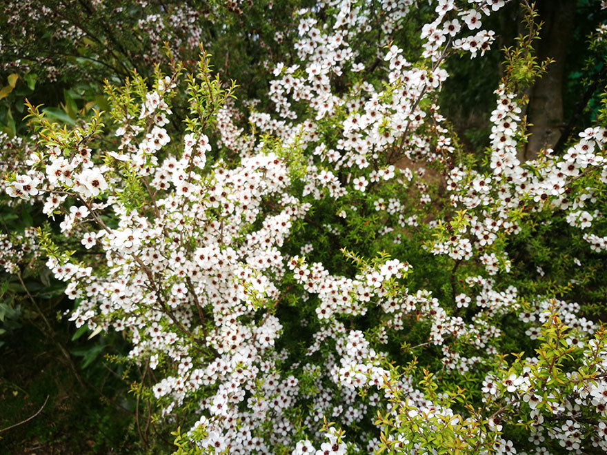 Leptospermum Scoparium