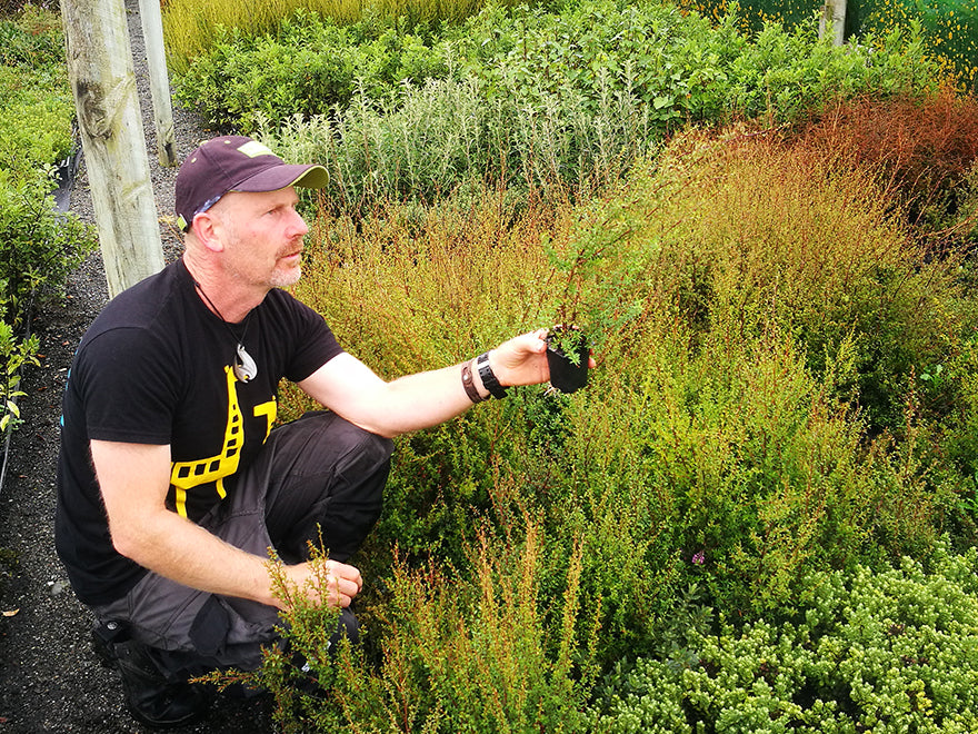 Leptospermum Scoparium