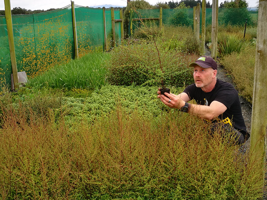 Leptospermum Scoparium