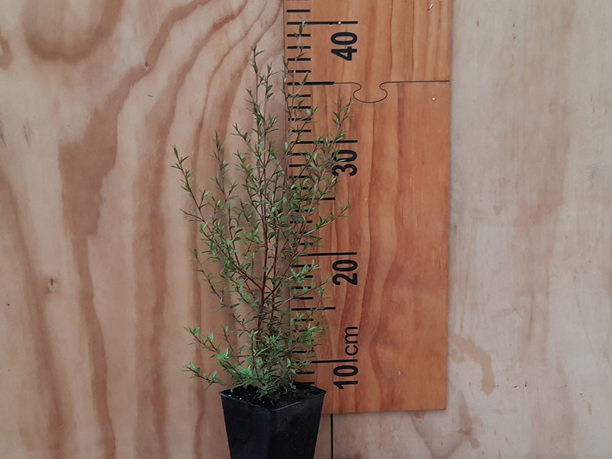 100x Manuka - $2.99 each