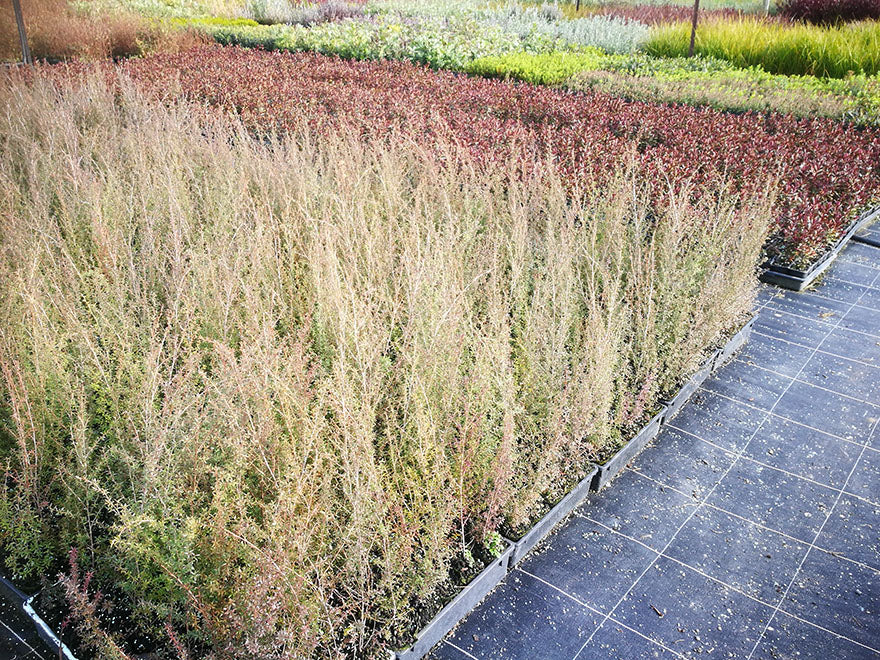 25x Manuka - $124.75 each