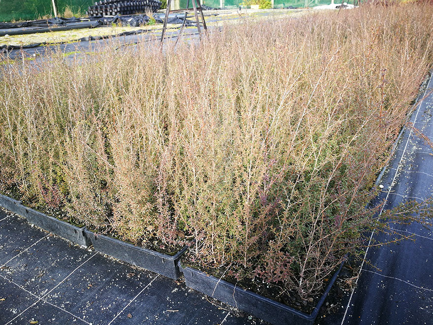 25x Manuka - $124.75 each