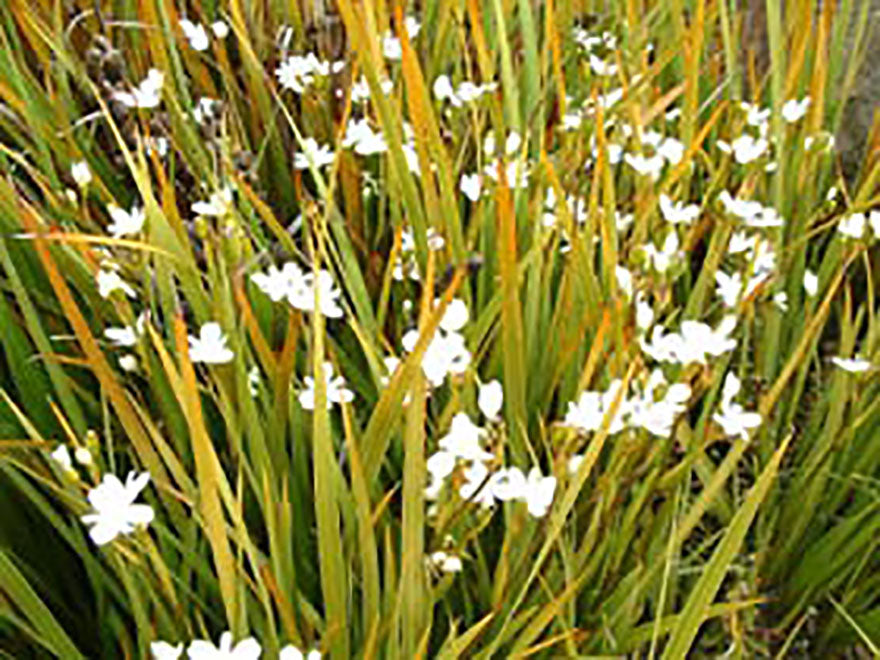 10x Libertia Grandiflora - $1.99 each