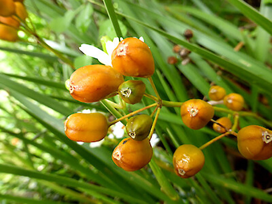 10x Libertia Grandiflora - $1.99 each