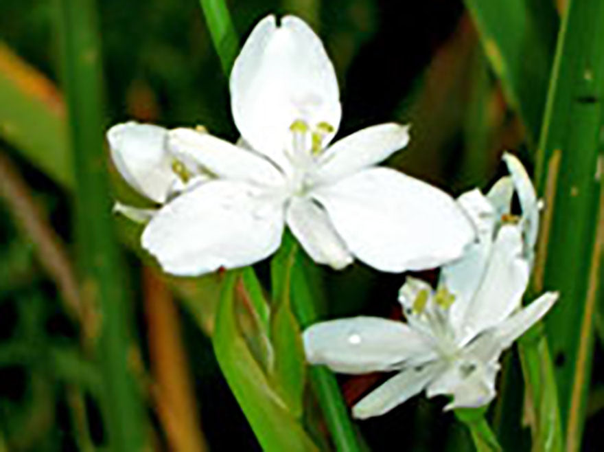 10x Libertia Grandiflora - $1.99 each