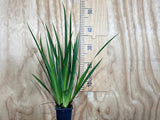 50x Super Flowering Combo  - $4.99 each