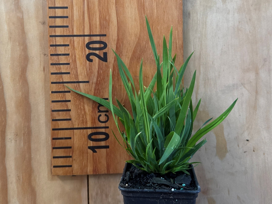 Libertia Grandiflora