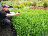 50x Super Flowering Combo  - $4.99 each