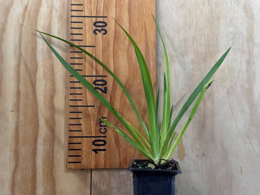 100x NZ Grand Iris - $3.99 each