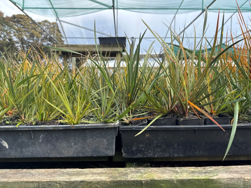 10x NZ Iris - $2.99 each