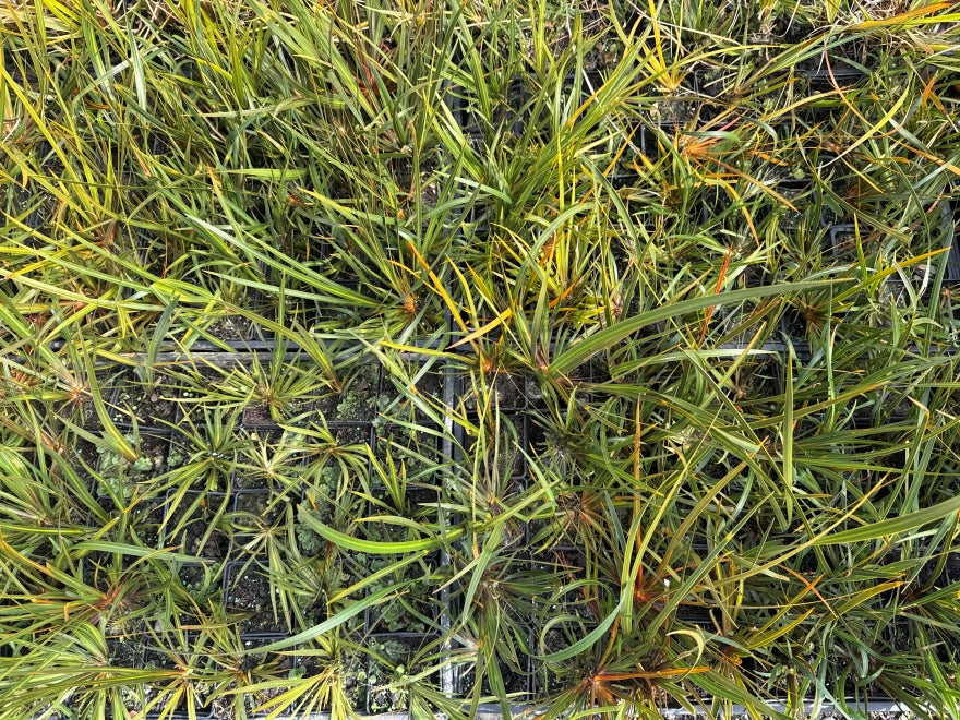 10x NZ Iris - $2.99 each