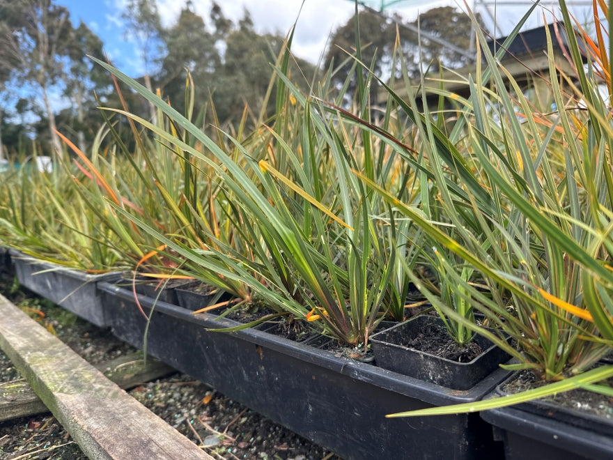 10x NZ Iris - $2.99 each
