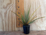 NZ Iris - $9.99 each