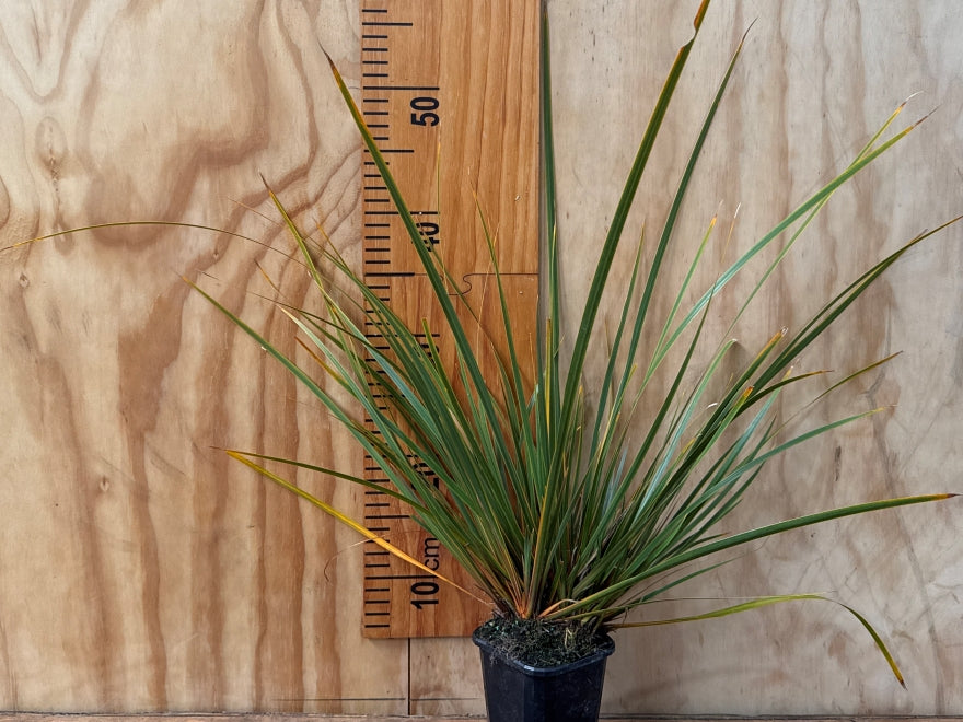 25x Libertia Ixiodes - $8.99 each