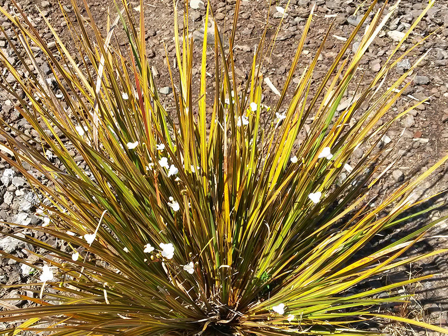 1x Libertia Peregrinans
