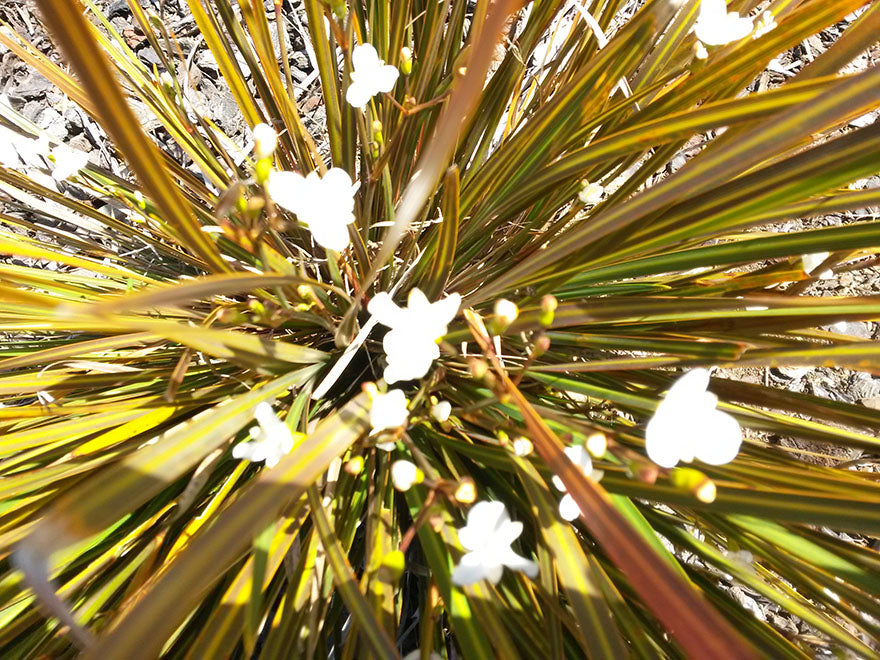 1x Libertia Peregrinans