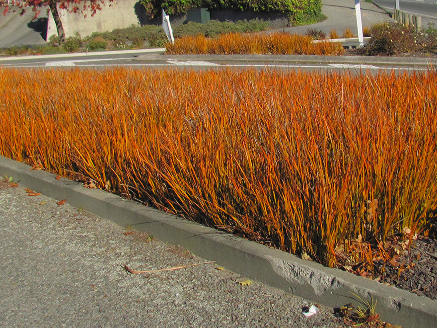 5x NZ Golden Iris - $9.99 each