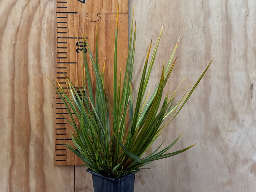 1x Libertia Peregrinans