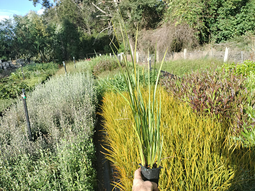 1x Libertia Peregrinans
