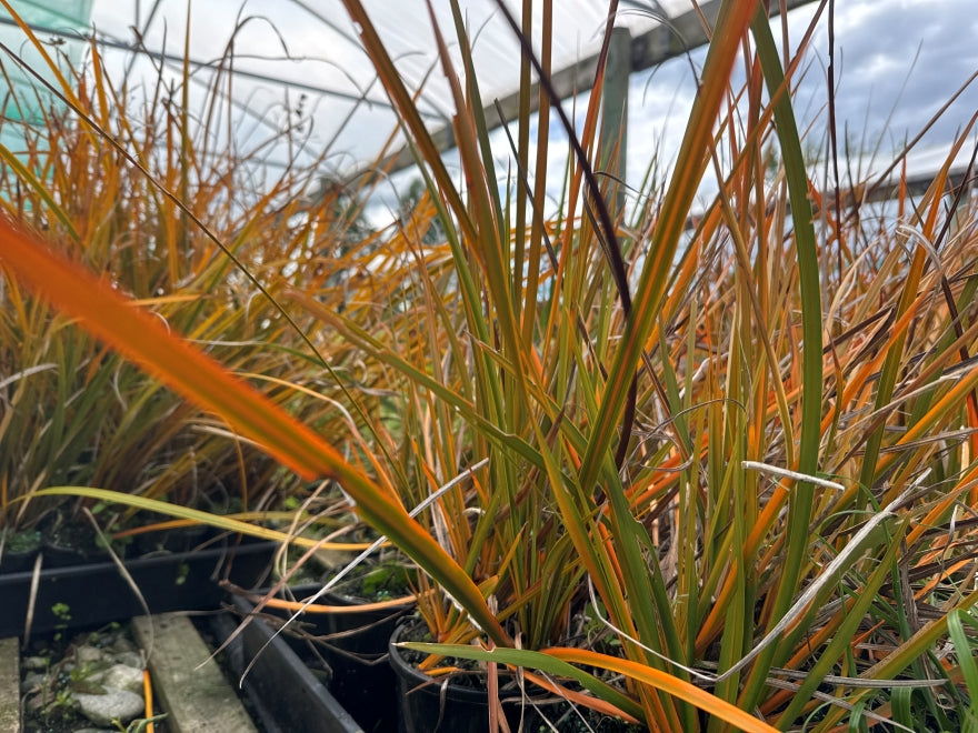 3x NZ Iris - XL Size - $2.99 each
