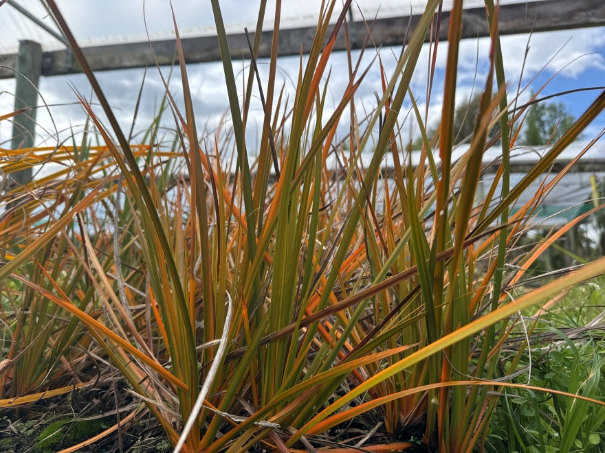3x NZ Iris - XL Size - $2.99 each