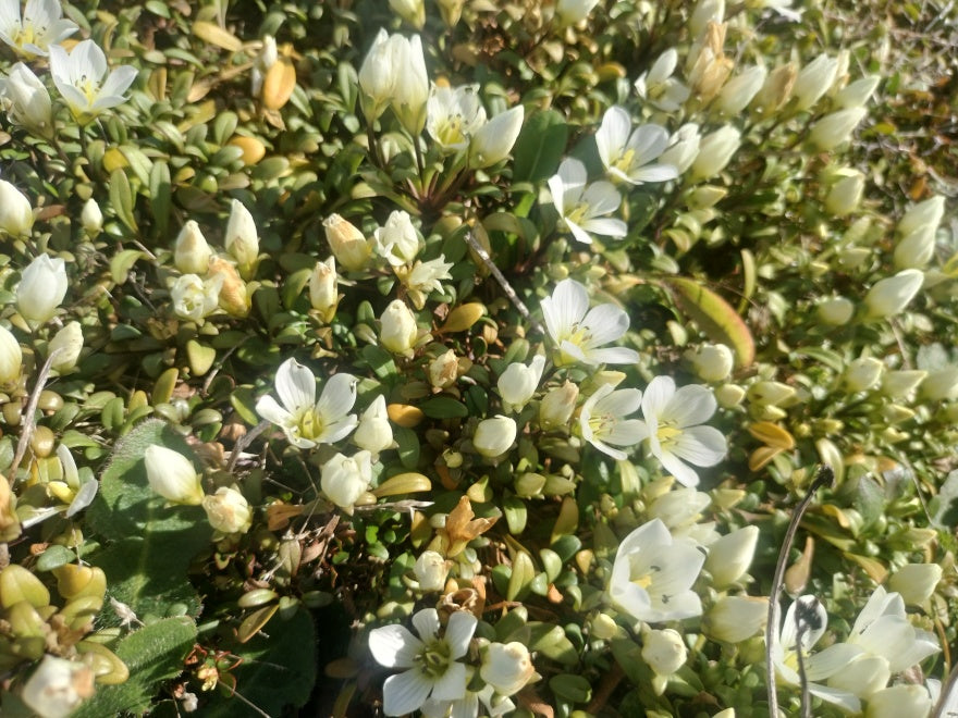 25x Panakenake - $2.99 each