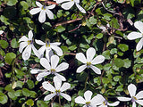 Lobelia Angulata