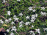 Lobelia Angulata