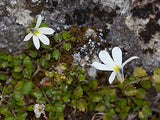 Lobelia Angulata