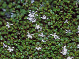 25x Native Groundcover Combo - $4.99 each