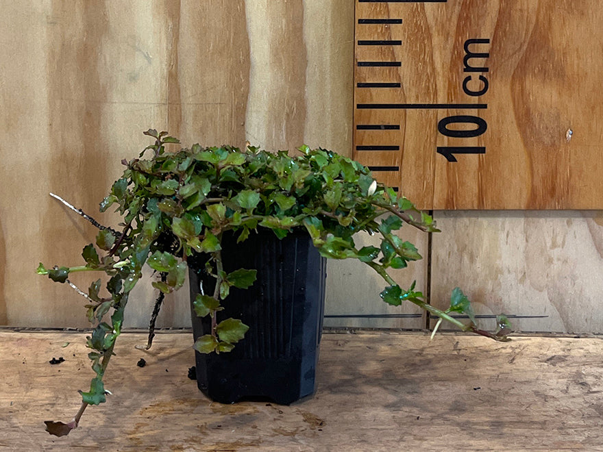 100x Panakenake - $2.99 each