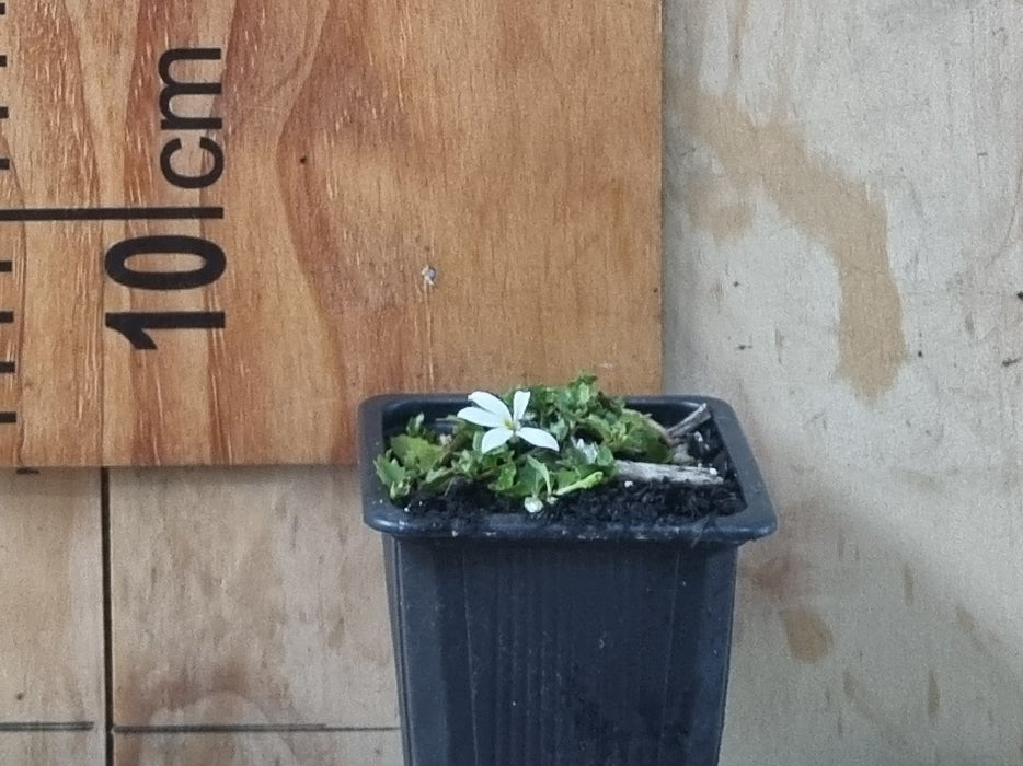 100x Panakenake - $2.99 each