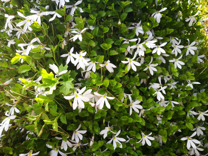 25x Panakenake - $2.99 each