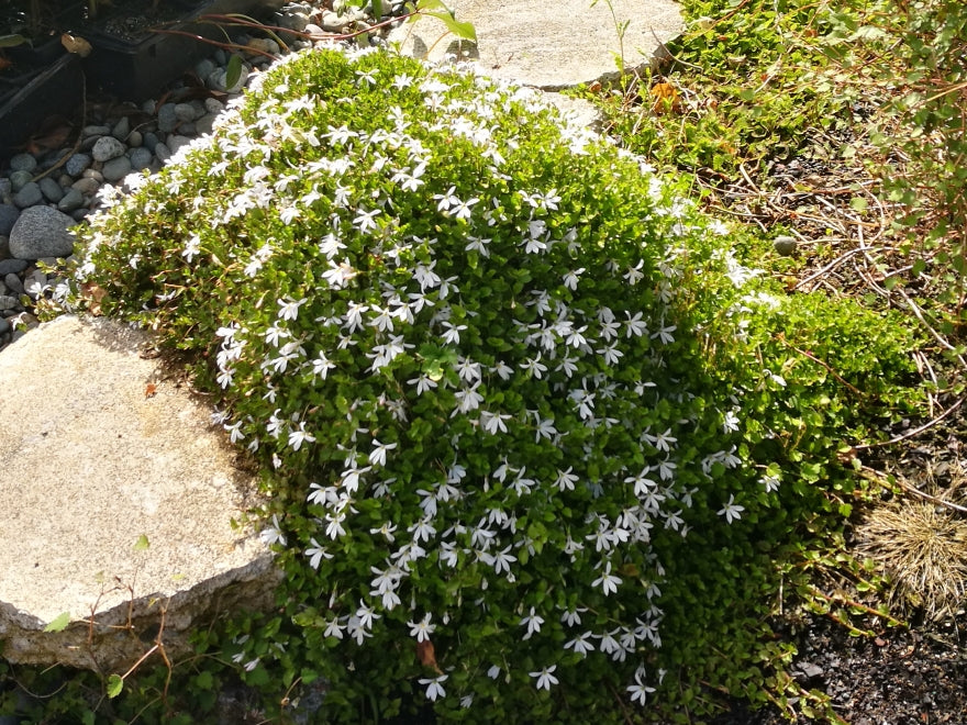 Lobelia Angulata
