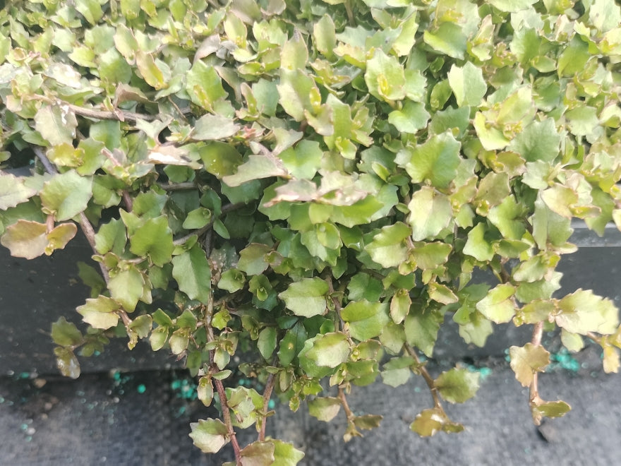 25x Panakenake - $2.99 each