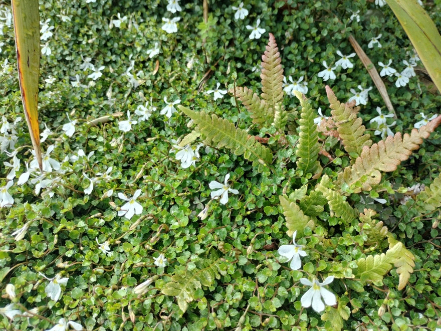 5x Panakenake - $2.99 each