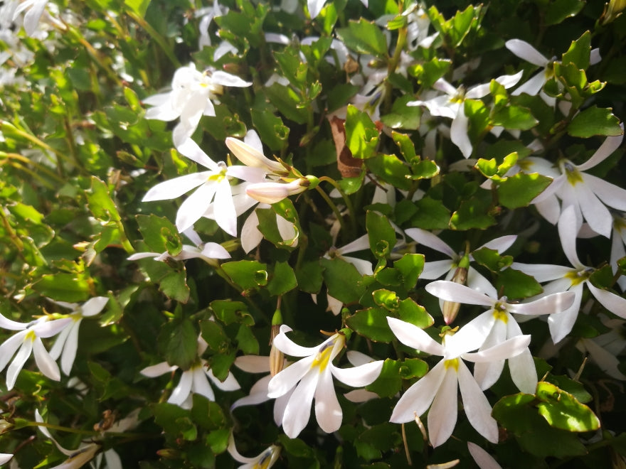 5x Panakenake - $2.99 each