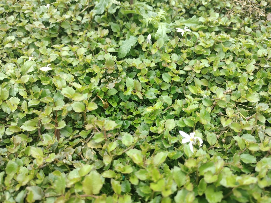 100x Panakenake - $2.99 each