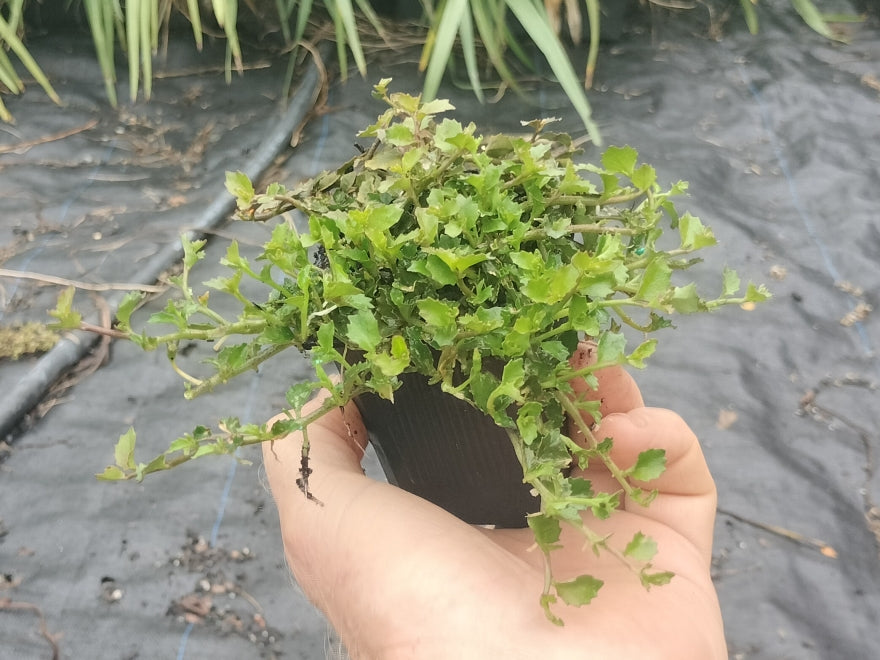 100x Panakenake - $2.99 each