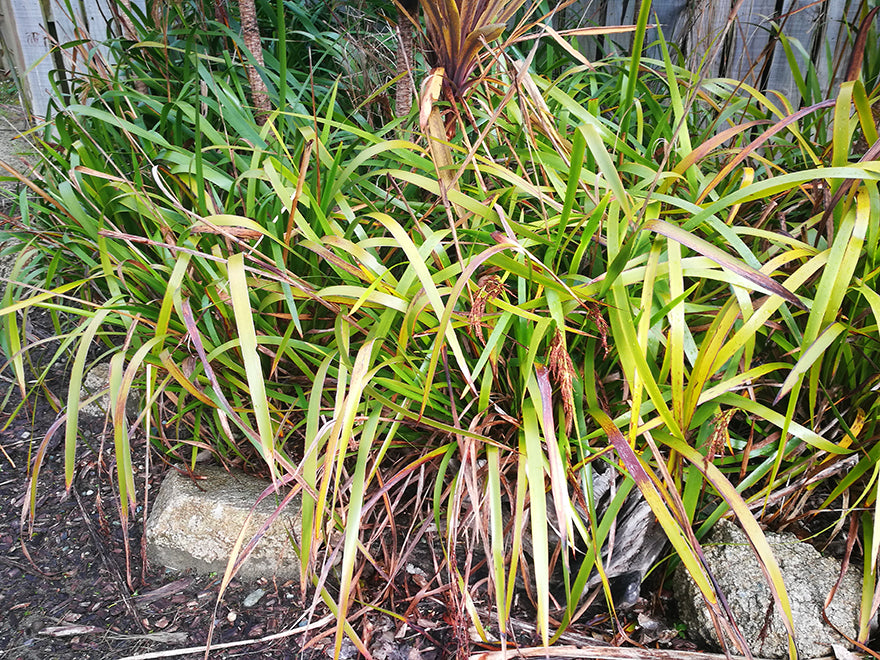 Macherani Sinclairii