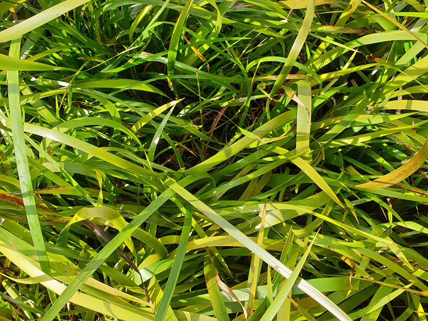 10x Pepepe - $1.99 each