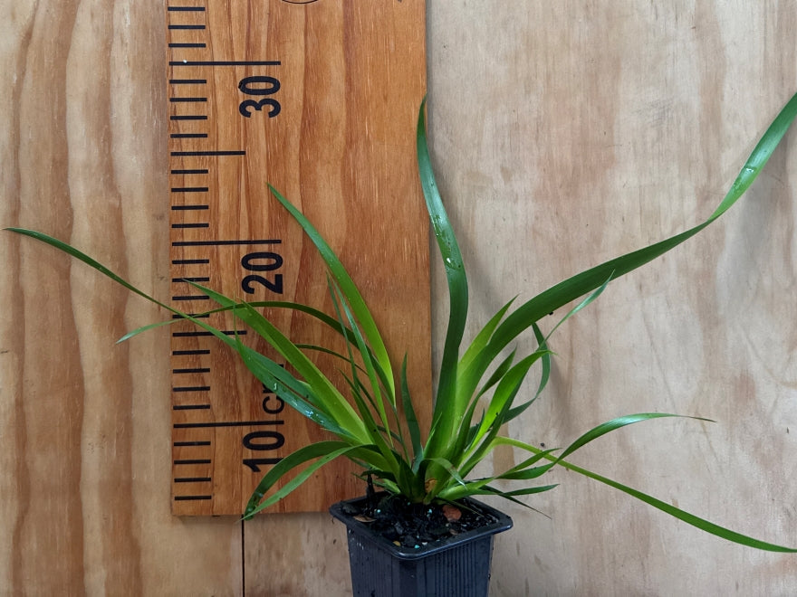 Macherani Sinclairii