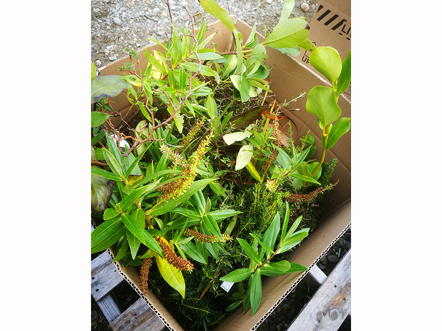 Magic Box - 50x Mixed Clearance Seconds $1.59 each